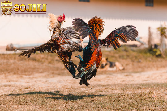 FOLLOW COCKFIGHTING RESULTS