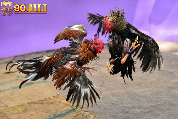 NOTES WHEN BETTING ON COCKFIGHTING